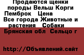 Продаются щенки породы Вельш Корги Пемброк › Цена ­ 40 000 - Все города Животные и растения » Собаки   . Брянская обл.,Сельцо г.
